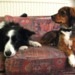 Max & Milli on Sofa
